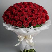 Букет 101 Красная роза Блэк Мэджик в Пудость